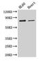 Calpastatin antibody, CSB-PA004561YA01HU, Cusabio, Western Blot image 
