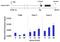 Mitogen-Activated Protein Kinase Kinase 1 antibody, 701267, Invitrogen Antibodies, Chromatin Immunoprecipitation image 