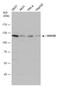 HAUS Augmin Like Complex Subunit 6 antibody, GTX118732, GeneTex, Western Blot image 