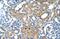 Phospholipid Phosphatase 1 antibody, GTX46964, GeneTex, Immunohistochemistry paraffin image 