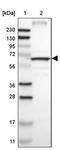 Chloride Channel CLIC Like 1 antibody, PA5-52651, Invitrogen Antibodies, Western Blot image 