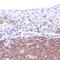 Colony Stimulating Factor 1 Receptor antibody, MBS303035, MyBioSource, Immunohistochemistry frozen image 