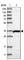 SH3 And SYLF Domain Containing 1 antibody, HPA030926, Atlas Antibodies, Western Blot image 