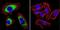 ATPase Sarcoplasmic/Endoplasmic Reticulum Ca2+ Transporting 2 antibody, GTX22861, GeneTex, Immunocytochemistry image 