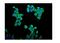 Cyclin B1 antibody, PB9104, Boster Biological Technology, Immunofluorescence image 
