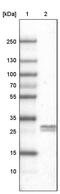 Lymphocyte Antigen 6 Family Member K antibody, MA5-24638, Invitrogen Antibodies, Western Blot image 