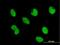 Zinc Finger Protein 165 antibody, H00007718-B01P, Novus Biologicals, Immunocytochemistry image 