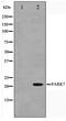 Parkinsonism Associated Deglycase antibody, TA347573, Origene, Western Blot image 