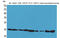 Peptidylprolyl Isomerase A antibody, STJ96562, St John