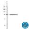 Carboxylesterase 1 antibody, MAB4920, R&D Systems, Western Blot image 