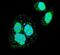 Heat Shock Transcription Factor 1 antibody, PA5-12181, Invitrogen Antibodies, Immunofluorescence image 