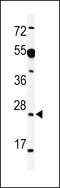 Akirin 1 antibody, LS-C161027, Lifespan Biosciences, Western Blot image 