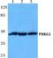 Phosphorylase Kinase Catalytic Subunit Gamma 1 antibody, A12257-1, Boster Biological Technology, Western Blot image 