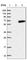 TUB Like Protein 3 antibody, HPA015285, Atlas Antibodies, Western Blot image 