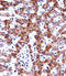 Adrenoceptor Alpha 2C antibody, LS-C156116, Lifespan Biosciences, Immunohistochemistry paraffin image 