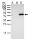 Forkhead Box E1 antibody, PA5-27143, Invitrogen Antibodies, Immunoprecipitation image 