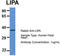 LIPA antibody, TA343110, Origene, Western Blot image 