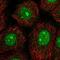 Nuclear Prelamin A Recognition Factor antibody, NBP2-55660, Novus Biologicals, Immunofluorescence image 