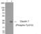 CLDN7 antibody, PA5-37527, Invitrogen Antibodies, Western Blot image 