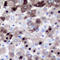 Chromosome Segregation 1 Like antibody, LS-C352042, Lifespan Biosciences, Immunohistochemistry frozen image 