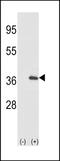 Interleukin 1 Alpha antibody, LS-C165184, Lifespan Biosciences, Western Blot image 