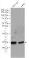 Basic Transcription Factor 3 Like 4 antibody, 16500-1-AP, Proteintech Group, Western Blot image 