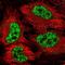 Splicing Factor 3b Subunit 1 antibody, NBP2-47291, Novus Biologicals, Immunofluorescence image 