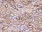 Small Integral Membrane Protein 4 antibody, 204882-T10, Sino Biological, Immunohistochemistry frozen image 