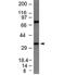 BCL10 Immune Signaling Adaptor antibody, 33-231, ProSci, Western Blot image 