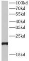 Small proline-rich protein 3 antibody, FNab08198, FineTest, Western Blot image 