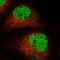 Poly(ADP-ribose) glycohydrolase ARH3 antibody, PA5-55508, Invitrogen Antibodies, Immunofluorescence image 