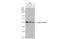 Tubulin Alpha 1b antibody, GTX628802, GeneTex, Western Blot image 