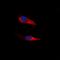 Adhesion G Protein-Coupled Receptor F5 antibody, orb393301, Biorbyt, Immunocytochemistry image 