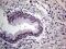 THO Complex 3 antibody, MA5-27131, Invitrogen Antibodies, Immunohistochemistry paraffin image 