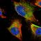 Transportin 3 antibody, HPA041537, Atlas Antibodies, Immunofluorescence image 