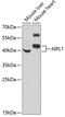 Aryl Hydrocarbon Receptor Interacting Protein Like 1 antibody, GTX55497, GeneTex, Western Blot image 