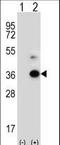 Angiopoietin Like 7 antibody, LS-C156337, Lifespan Biosciences, Western Blot image 