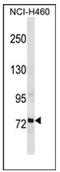 Regulatory Factor X2 antibody, AP53643PU-N, Origene, Western Blot image 