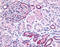 Pipp antibody, TA316926, Origene, Immunohistochemistry paraffin image 