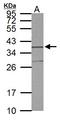 Syntaxin 5 antibody, LS-B10857, Lifespan Biosciences, Western Blot image 