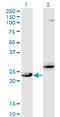 Glutathione S-Transferase Zeta 1 antibody, LS-C197373, Lifespan Biosciences, Western Blot image 