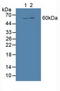 Bone Morphogenetic Protein 3 antibody, LS-C314900, Lifespan Biosciences, Western Blot image 