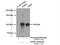 SH3 Domain Containing Ring Finger 1 antibody, 14649-1-AP, Proteintech Group, Immunoprecipitation image 