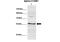 Cycb1 antibody, 27-300, ProSci, Western Blot image 