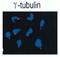 Tubulin Gamma 1 antibody, GTX00881, GeneTex, Immunofluorescence image 