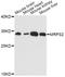 Mitochondrial Ribosomal Protein S2 antibody, A14279, ABclonal Technology, Western Blot image 