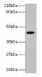 Interleukin Enhancer Binding Factor 2 antibody, CSB-PA00114A0Rb, Cusabio, Western Blot image 