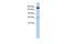 Regulation Of Nuclear Pre-MRNA Domain Containing 2 antibody, A12747, Boster Biological Technology, Western Blot image 