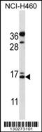 BGP antibody, 57-656, ProSci, Western Blot image 