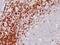 CD5 Molecule antibody, GTX34525, GeneTex, Immunohistochemistry paraffin image 